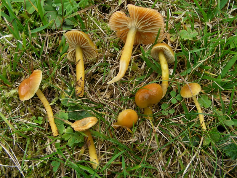 Hygrocybe sciophana ? (cfr. H. psittacina/H. laeta)